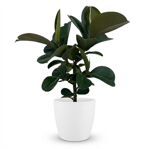 "Zimmerpflanze - Gummibaum - Ficus Elastica Cloe - Grün - Pflegeleicht - 1 Pflanze - mit weißem Übertopf - Topf 19cm - Höhe 65cm image"