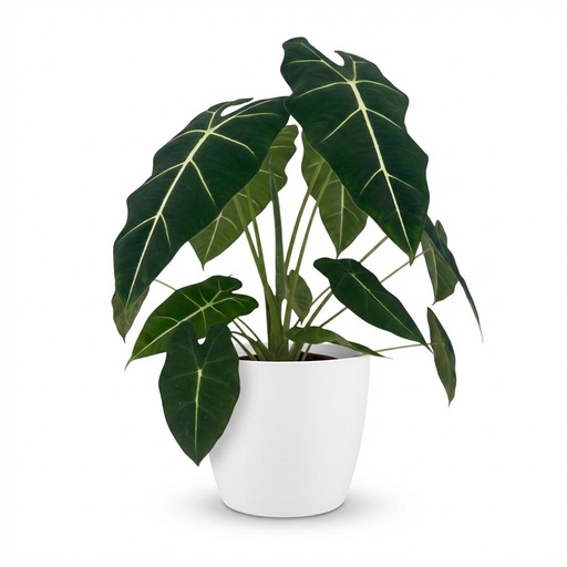"Zimmerpflanze - Elefantenohr - Alocasia Frydek - Grün - Pflegeleicht - 1 Pflanze - mit weißem Übertopf - Topf 19cm - Höhe 60cm image"