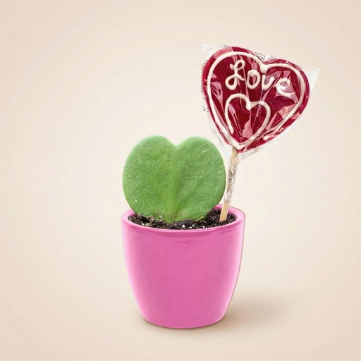 "Sweetheart Pflanzen Set - Grünes Mini Geschenk - Topf & Pflanzen Set - Rosa image"