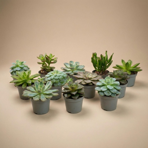 "Set mit 12 - Sukkulenten-Mix-Set - Verschiedene Sukkulenten in 6 cm Töpfen (8–12 cm hoch) image"