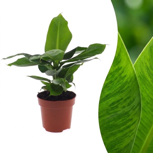 "Zwergbanane (Musa acuminata) – pflegeleichte Zimmerpflanze, Höhe ca. 12 cm image"