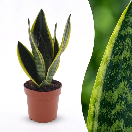 "Bogenhanf (Sansevieria trifasciata) – pflegeleichte Zimmerpflanze, Höhe ca. 12 cm image"