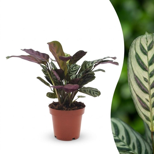 "Korbmarante (Ctenanthe burle-marxii) – pflegeleichte Zimmerpflanze, Höhe ca. 12 cm image"