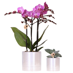 Kolibri Company | Disco Pflanzenset | Violette Vienna Orchidee 9cm + Sukkulente 
