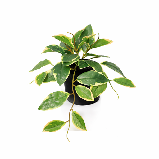 "Künstliche Hoya Variegata - 23cm image"