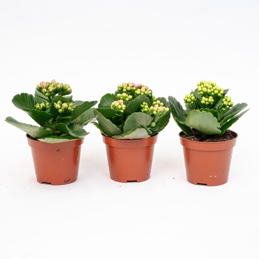 "3x Kalanchoë - Topfgröße 7 cm - ↑ 15 cm image"