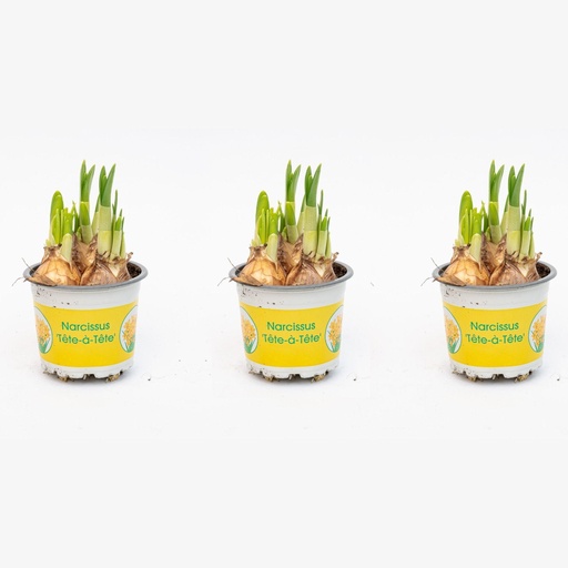 "Narcissus ‘Tête-à-Tête’ - Topfgröße 9 - ↑ 15–20 cm image"