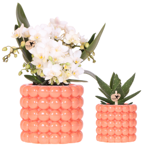 "Kolibri Orchids | Pflanzenset Poppy Orange Nazare | Weiße Nazare Orchidee Topf-Ø 9 cm + Grünpflanze Topf-Ø 6 cm inkl. Übertöpfen – frisch vom Züchter image"