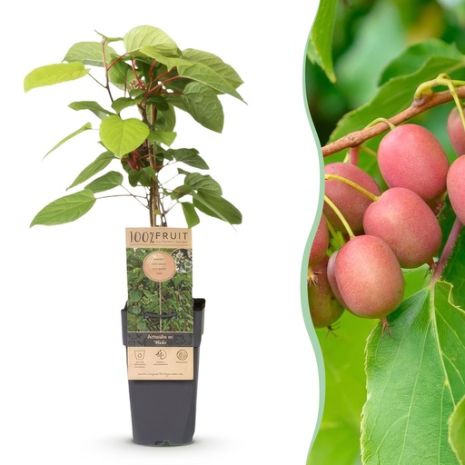 "Kiwibeere (Actinidia arguta) – winterharte Kletterpflanze, Höhe ca. 15 cm image"