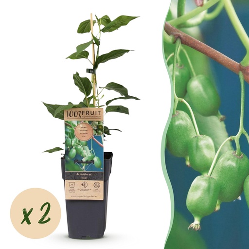 "Fruchtpflanze (Fruit plant) – winterharte Obstpflanze, Höhe ca. 15 cm image"