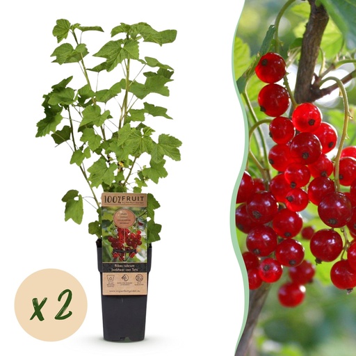 "Fruit plant - Ribes rubrum Jonkheer van Tets - Berry Plant - Hardy - Red Currant - 2 Plants - Pot 15cm - Height 50cm image"