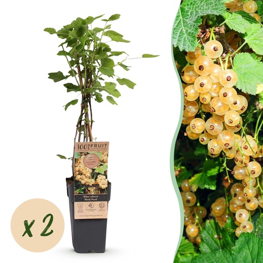 "Weiße Johannisbeere (Ribes rubrum) – winterharter Beerenstrauch, Höhe ca. 15 cm image"