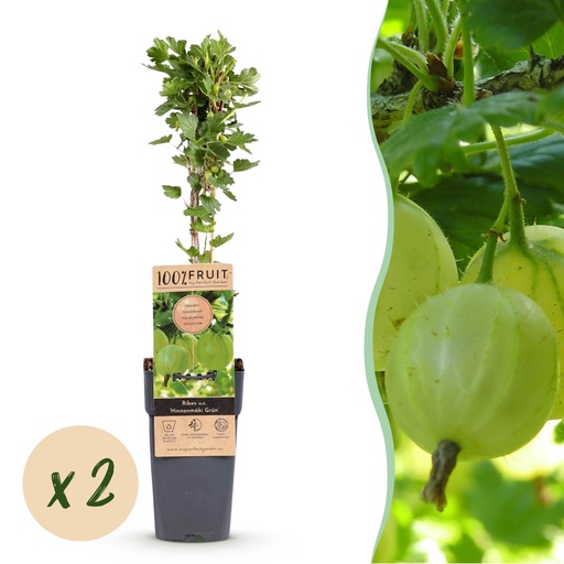 "Fruchtpflanze (Fruit plant) – winterharte Obstpflanze, Höhe ca. 15 cm image"