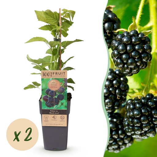 "Schwarze Himbeere (Rubus occidentalis) – winterharte Beerenobst-Pflanze, Höhe ca. 15 cm image"