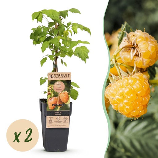 "Fruit Plant - Rubus idaeus Fallgold - Raspberry Plant - Hardy - Yellow Raspberry - 2 Plants - Pot 15cm - Height 50cm image"