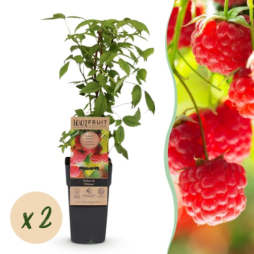 "Fruit plant - Rubus idaeus Ottawa - Raspberry plant - Hardy - Red Raspberry - 2 Plants - Pot 15cm - Height 50cm image"