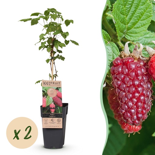 "Fruchtpflanze (Fruit plant) – winterharte Obstpflanze, Höhe ca. 15 cm image"