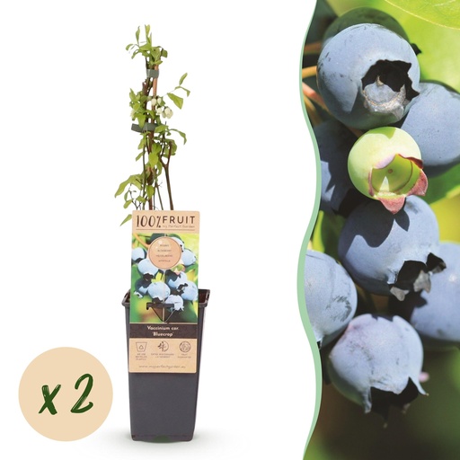 "Fruit plant - Vaccinium corymbosum Bluecrop - Blueberry - Hardy - Blue Berry - 2 Plants - Pot 15cm - Height 50cm image"