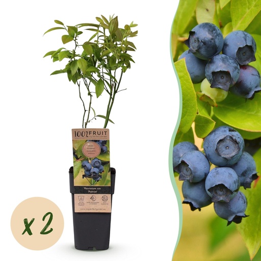 "Fruit Plant - Vaccinium corymbosum Patriot - Blueberry - Hardy - Blue Berry - 2 Plants - Pot 15cm - Height 50cm image"