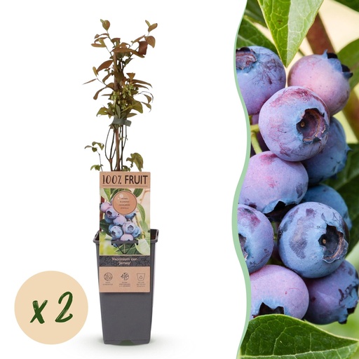 "Fruit plant - Vaccinium corymbosum Jersey - Blueberry - Hardy - Blue Berry - 2 Plants - Pot 15cm - Height 50cm image"