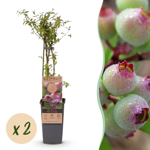 "Fruchtpflanze (Fruit plant) – winterharte Obstpflanze, Höhe ca. 15 cm image"