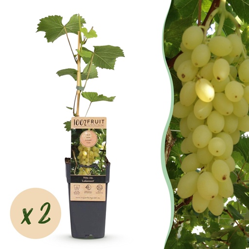 "Fruit plant - Vitis vinifera Lakemont - Grape plant - Winter hardy - Golden Yellow Grape - 2 Plants - Pot 15cm - Height 50cm image"