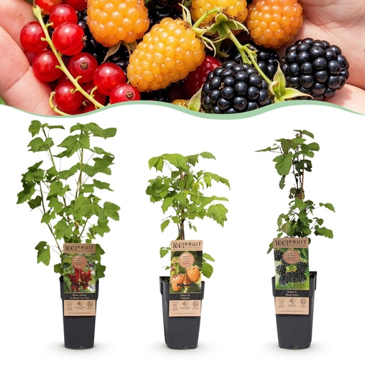 "Fruit plant - Ribes-Rubes Mix - Tricolour - Hardy - Red Currant - Black Raspberry - Yellow Raspberry - 3 Plants - Pot 15cm - Height 50cm image"