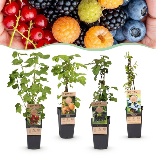 "Fruit Plant - Ribes - Rubes-Vaccinium Mix - Rainbow - Hardy - Red Currant - Black Raspberry - Yellow Raspberry - Blueberry - 4 Plants - Pot 15cm - Height 50cm image"
