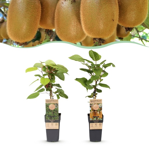 "Fruit Plant - Actinidia Weiki & Hayward - Kiwi Plant - 1 Male - 1 Female - Plants - Green - Pot 15cm - Height 50cm image"