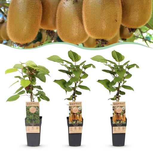 "Fruchtpflanze (Fruit plant) – winterharte Obstpflanze, Höhe ca. 15 cm image"