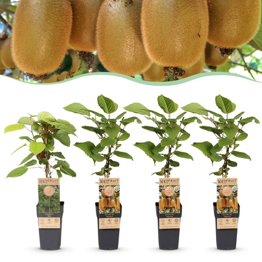 "Fruit Plant - Actinidia Weiki & Hayward - Kiwi Plant - 1 Male - 3 Female - Plants - Green - Pot 15cm - Height 50cm image"