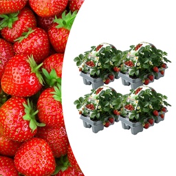 Erdbeere (Erdbeeren, 6er-pack,) – winterharte Beerenobst-Pflanze