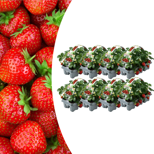 "Erdbeeren, 6er-Pack (Fragaria), 100 % biologisch image"