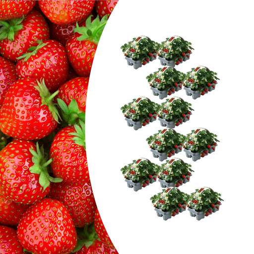 "Erdbeeren – 12× 6er-Pack (Fragaria) – 72 Pflanzen – 100 % biologisch image"