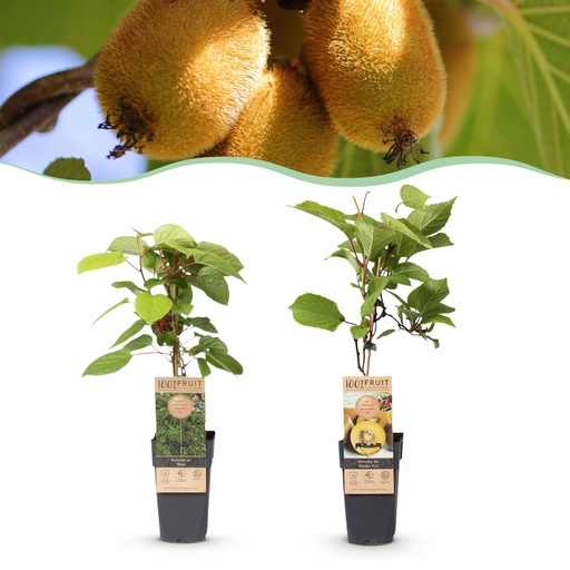 "Obstpflanze - Actinidia Weiki & Golden Kiwi - Kiwipflanze - 1 Männlich - 1 Weiblich - Pflanzen - Gelb - Topf 15cm - Höhe 50cm image"