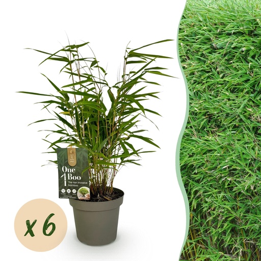 "Bambus - Fargesia Rufa - Immergrün - Nicht Ausbreitend - Grün - 6 Pflanzen - Topf 14cm - Höhe 35cm image"