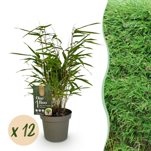 "Bambus - Fargesia Rufa - Immergrün - Nicht Wuchernd - Grün - 12 Pflanzen - Topf 14cm - Höhe 35cm image"