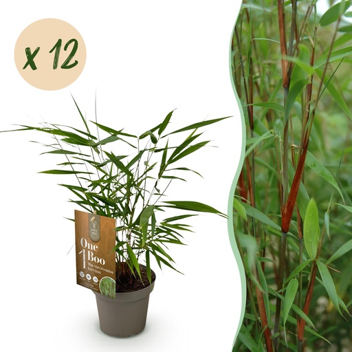 "Bambus - Fargesia Asian Wonder - Immergrün - Nicht invasiv - Grün - 12 Pflanzen - Topf 14cm - Höhe 35cm image"