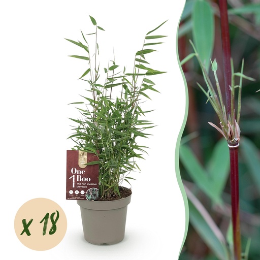 "Bambus - Fargesia Red Dragon - Immergrün - Nicht Ausbreitend - Grün - 18 Pflanzen - Topf 14cm - Höhe 35cm image"