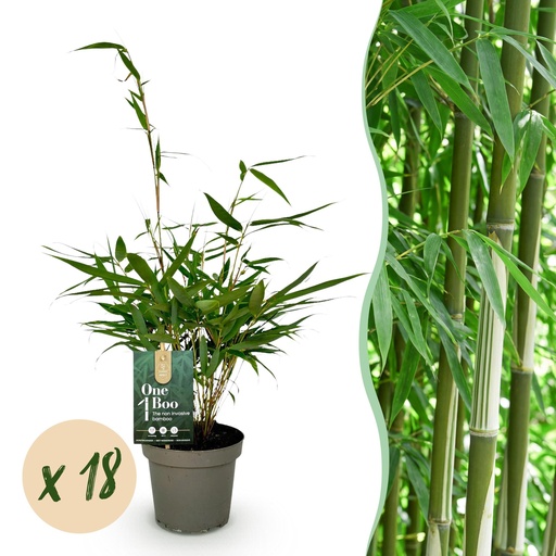 "Bambus - Fargesia robusta Pingwu - Immergrün - Nicht invasiv - Grün - 18 Pflanzen - Topf 14cm - Höhe 35cm image"