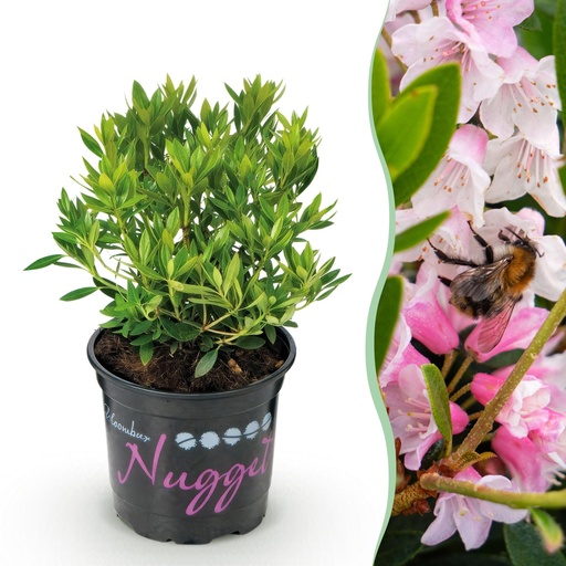 "Zwerg-Rhododendron - Rhododendron Bloombux Light Pink - Blühender Buchsbaum - Wenig Pflege - Hellrosa Blüte - 1 Pflanze - Topf 10,5cm - Höhe 20-25cm image"