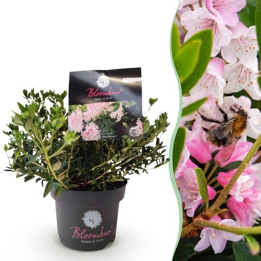 "Zwerg-Rhododendron (Zwerg-Rhododendron) – winterharter Kleinstrauch, Höhe ca. 17 cm image"