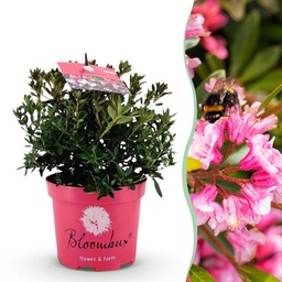 Zwerg Rhododendron - Rhododendron Bloombux Magenta - Blühender Buxus - Geringer 