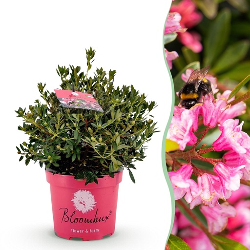 "Zwerg-Rhododendron - Rhododendron Bloombux Magenta - Blühender Buchsbaum - Wenig Pflege - Rosa Blüte - 1 Pflanze - Topf 23cm - Höhe 45-55cm image"