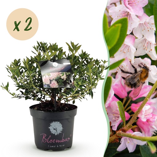 "Zwerg-Rhododendron (Zwerg rhododendron) – winterharter Kleinstrauch, Höhe ca. 23 cm image"