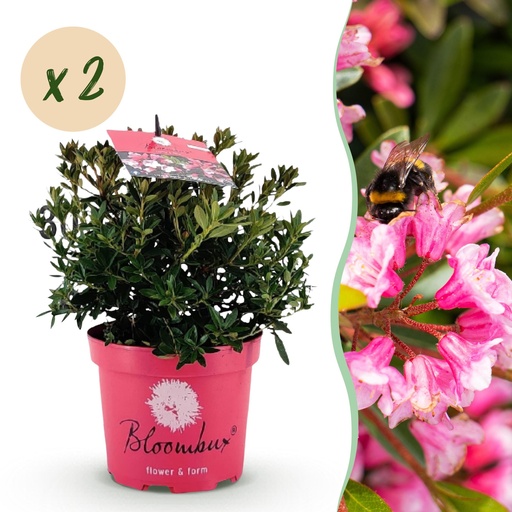"Zwerg-Rhododendron (Zwergrhododendron) – winterharter Kleinstrauch, Höhe ca. 17 cm image"