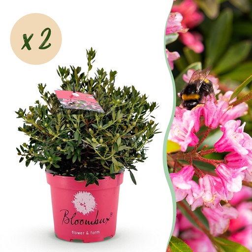 "Zwerg-Rhododendron (Zwerg rhododendron) – winterharter Kleinstrauch, Höhe ca. 23 cm image"