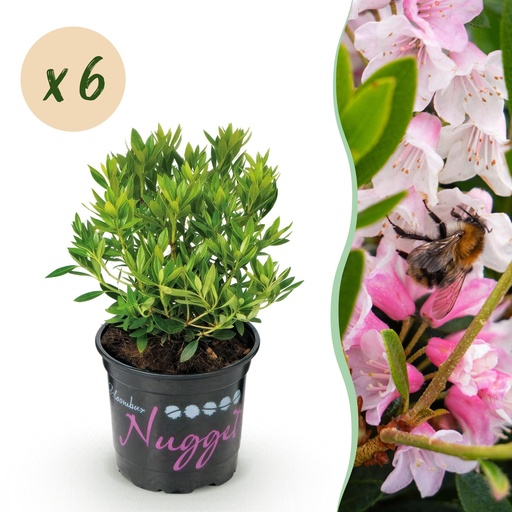 "Zwerg-Rhododendron (Zwerg rhododendron) – winterharter Kleinstrauch, Höhe ca. 10,5 cm image"