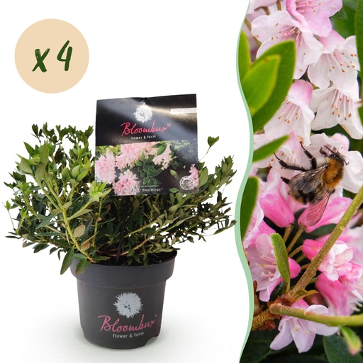 "Zwergrhododendron - Rhododendron Bloombux Hellrosa - Blühende Buxus - Pflegeleicht - Hellrosa Blüte - 4 Pflanzen - Topf 17cm - Höhe 30-40cm image"