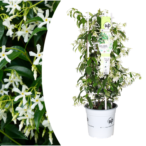 "Trachelospermum jasminoides 'Star of Venice'  23cm image"